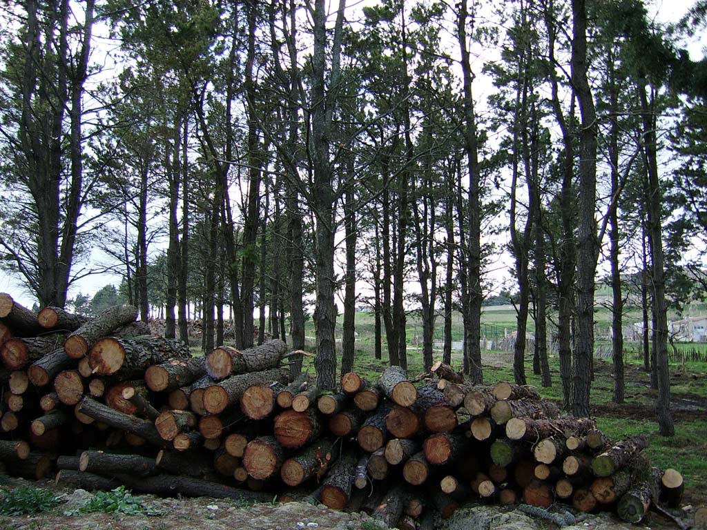 Legna tra gli Alberi