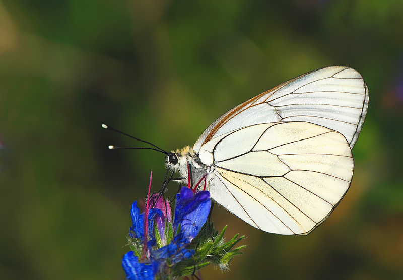 Pieride del biancospino