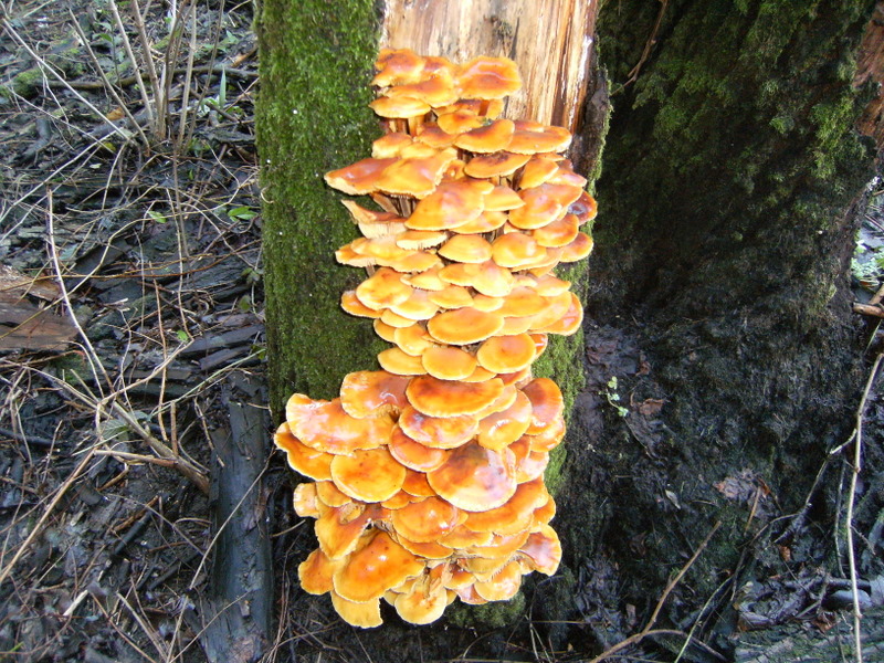 funghi invernali...dopo