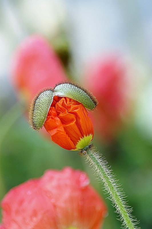Papavero col cappello