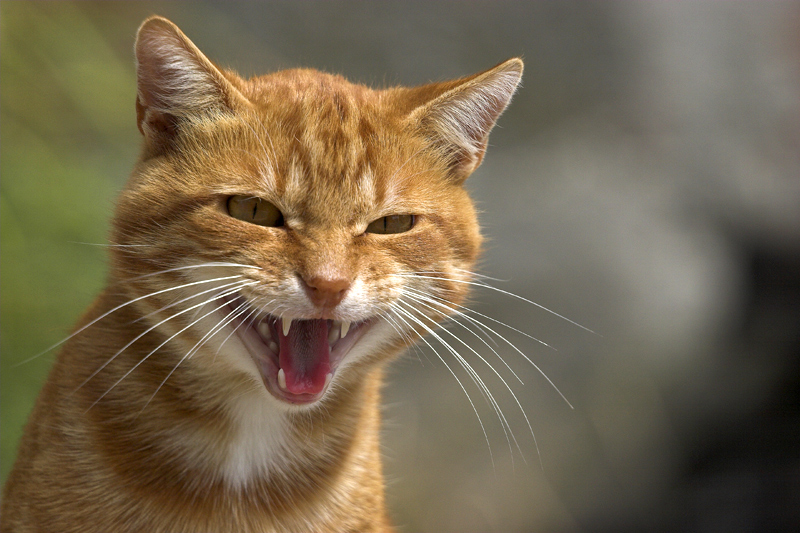 -.-. gatto rosso -.-.