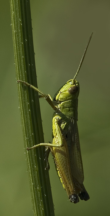 Cavalletta Per Luciano