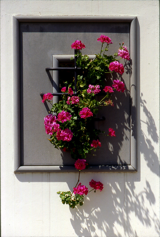 Finestra per un geranio