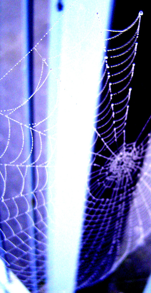 Rugiada intrappolata