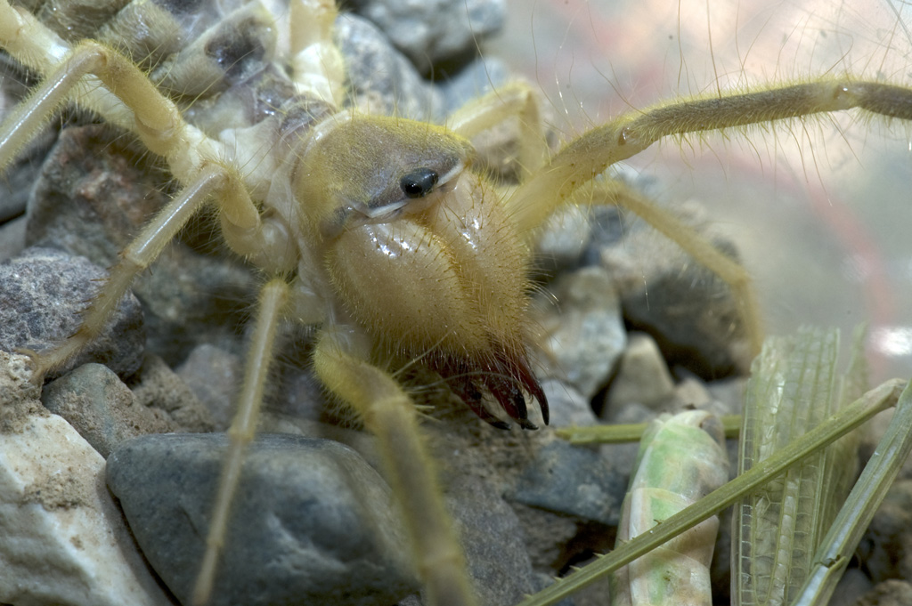 Camel Spider