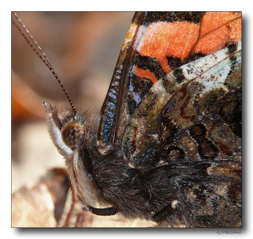 Prima butterfly del 2008