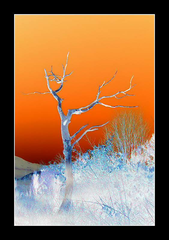 The dry tree