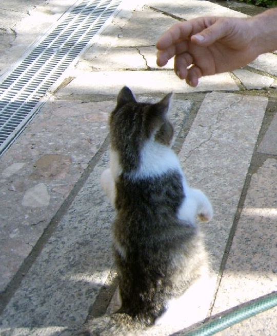 AAAAAAAAttentIIIIIIII