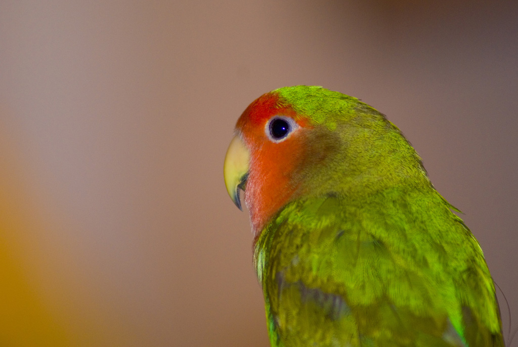 Prova a parlargli vedrai ti risponde