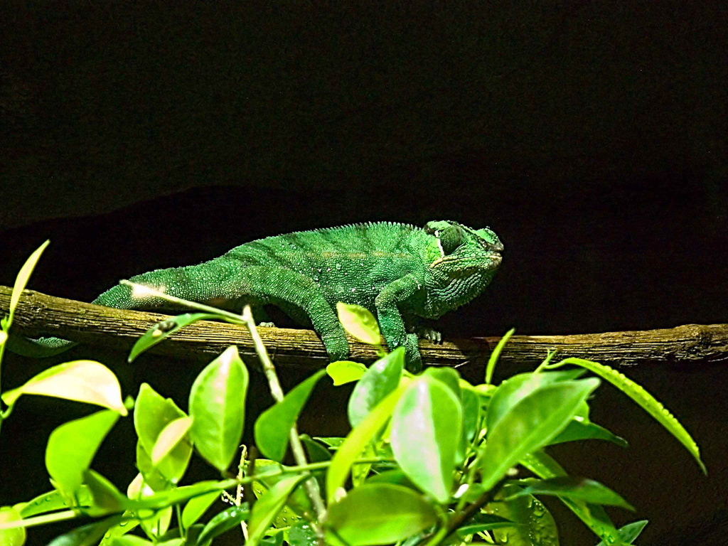 camaleonte poco camaleontico