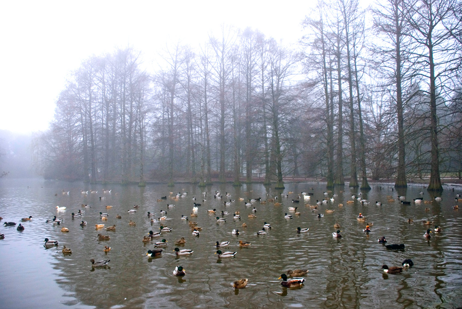 Anche con la nebbia al mattino TUTTI un bel BAGNETTO