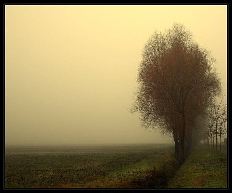 Fogtree