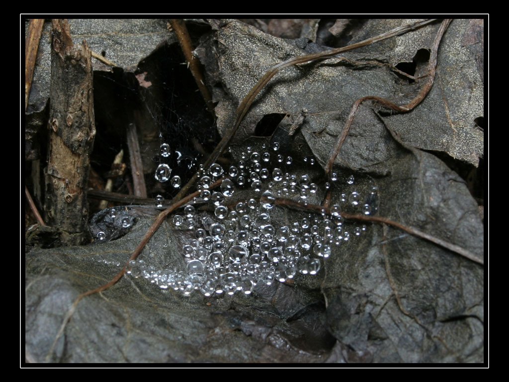 Illusioni della Natura