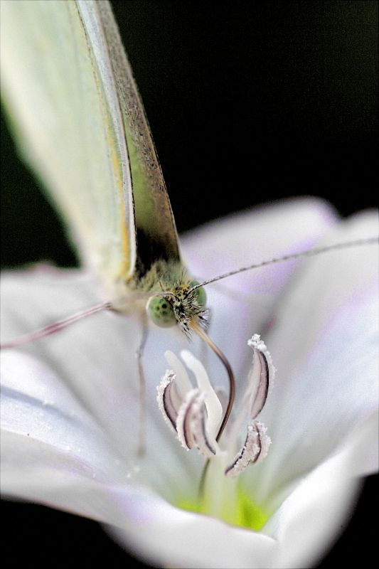 La mia collezione di farfalle