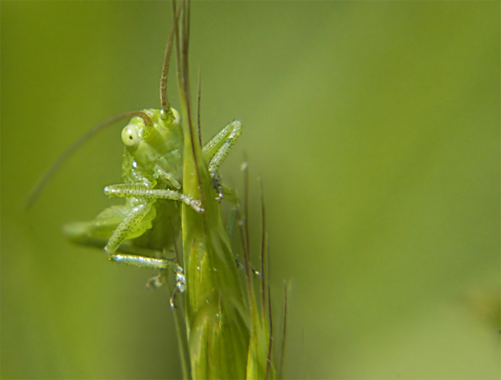 Grillo...quasi parlante