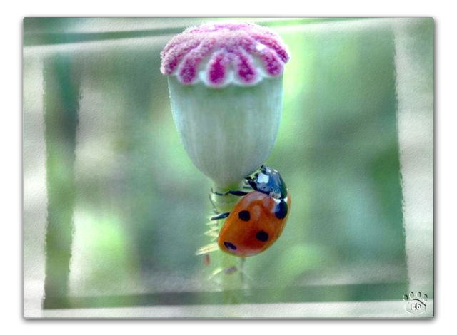 Elaborazione minimale....coccinella