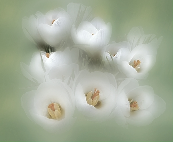 Crocus (da crop) elaborato 3