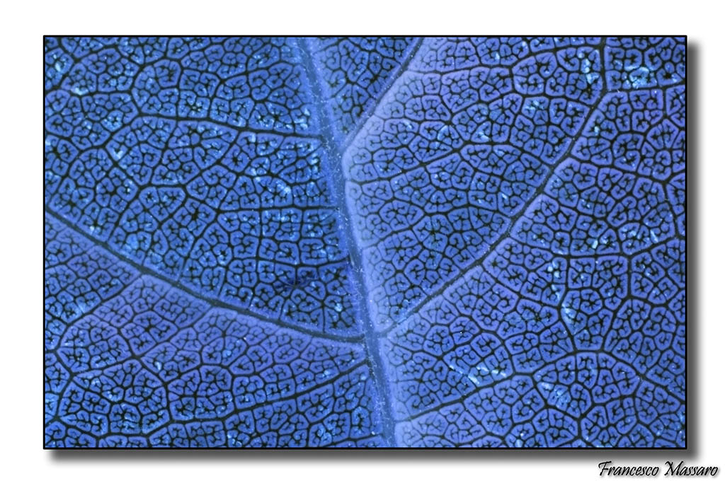 Foglia Blu