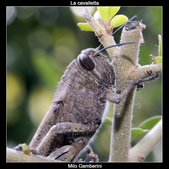 La cavalletta