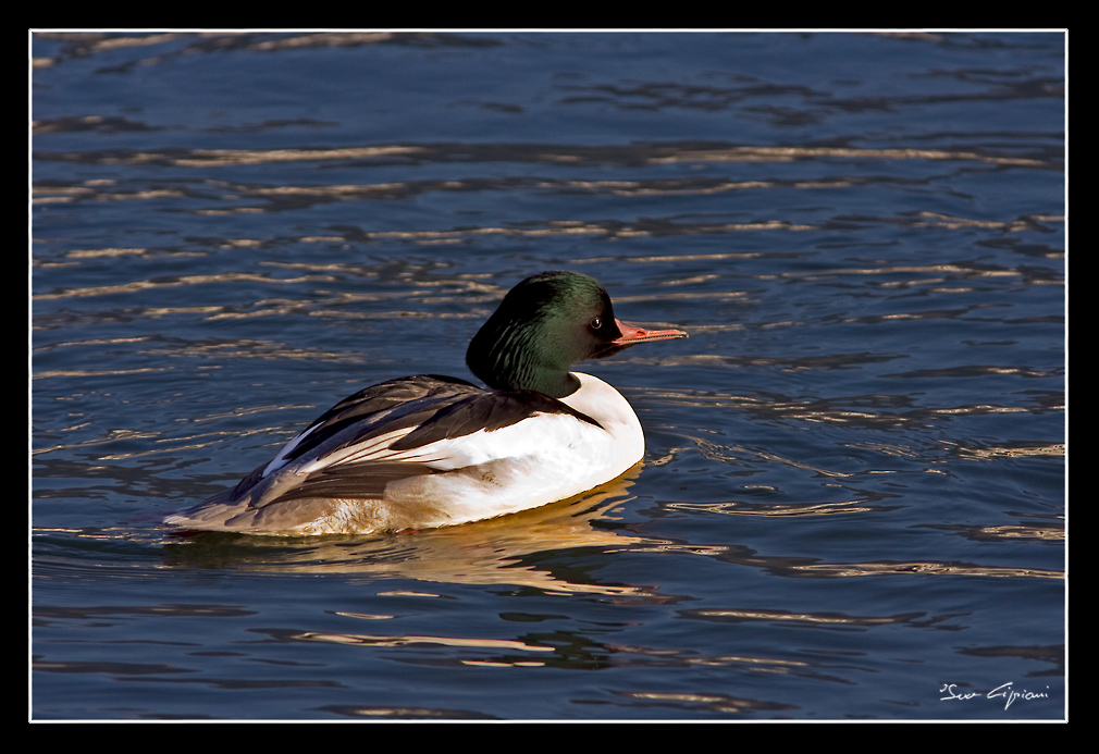 Smergo maggiore maschio.