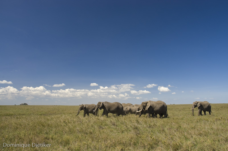 Ma son davvero cos� grandi gli elefanti?
