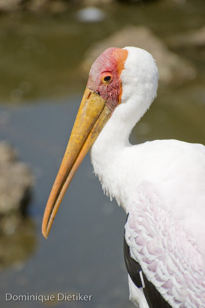 Mycteria ibis