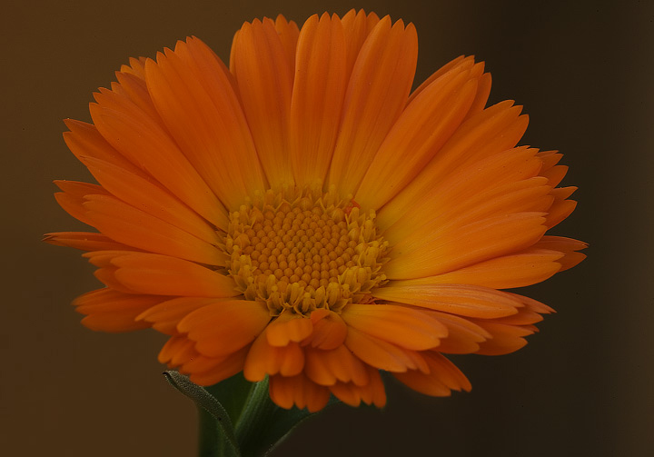 Calendula