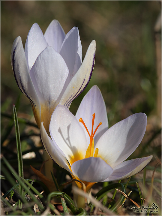 Freschi di giornata!