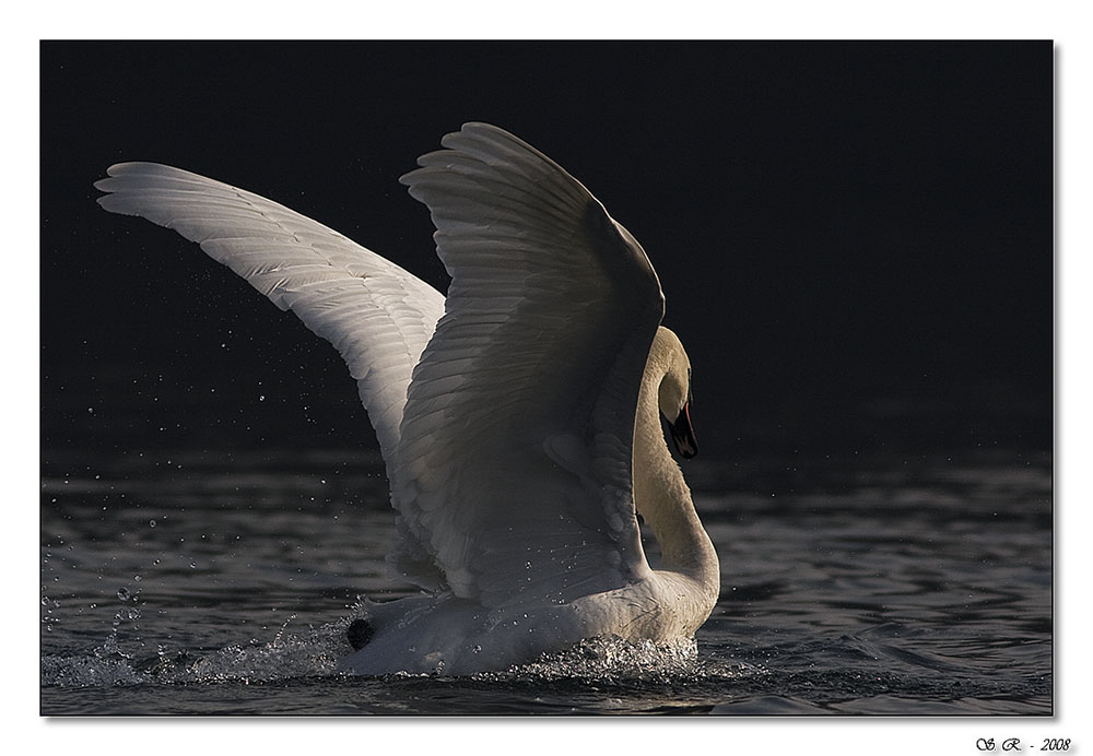 Ho visto le ali di un angelo