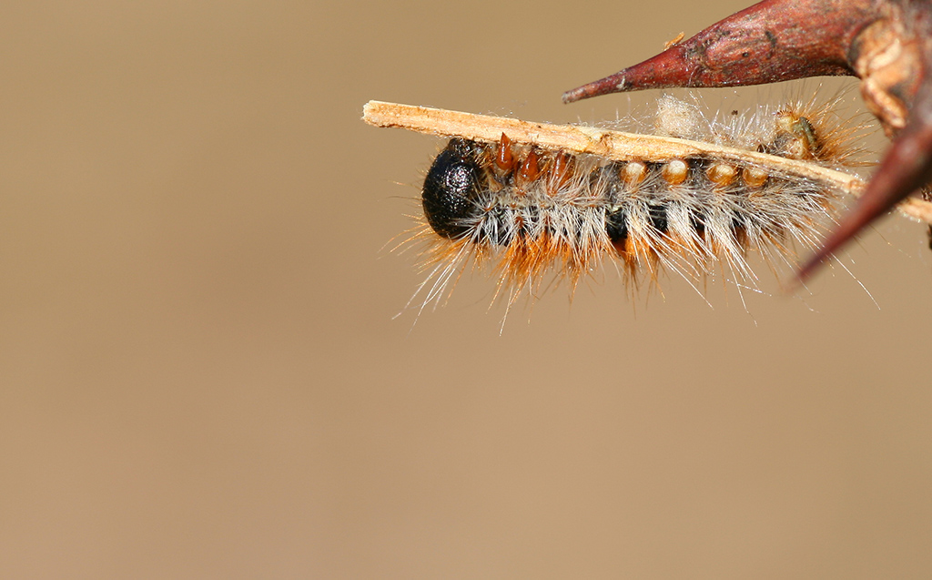 Processionaria (Thaumetopoea pityocampa)