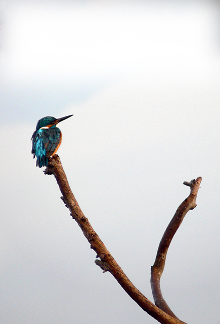 Solito piccolo Martino