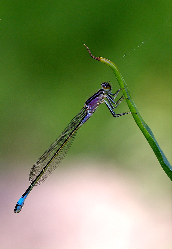 Damigella in controluce