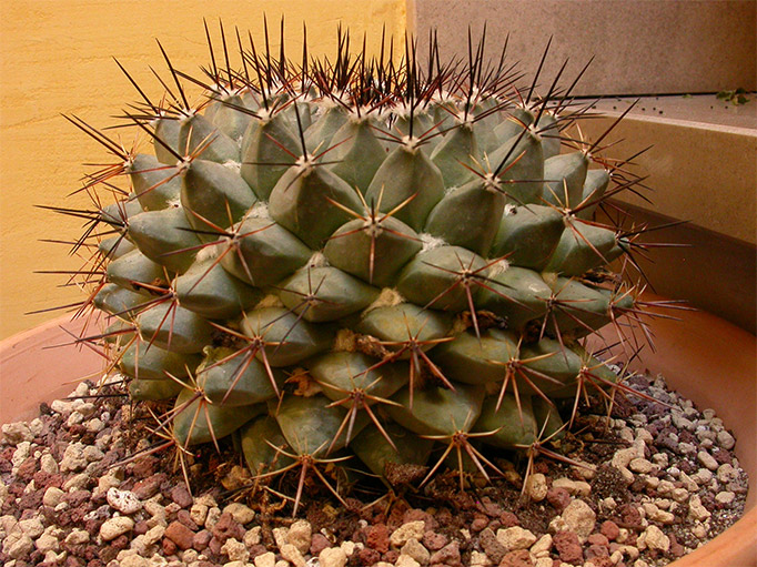 mammillaria