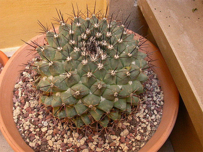 mammillaria2