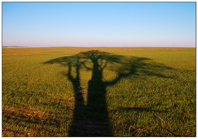 ...Ombre sulla natura...