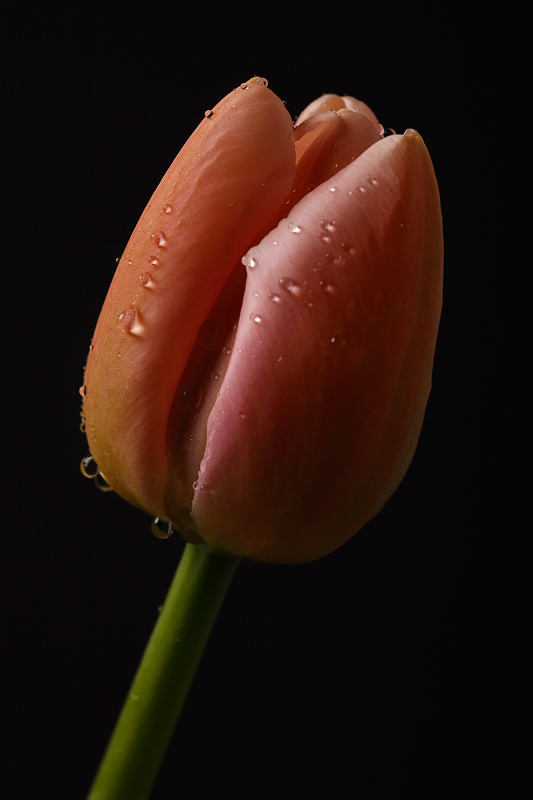 Tulip