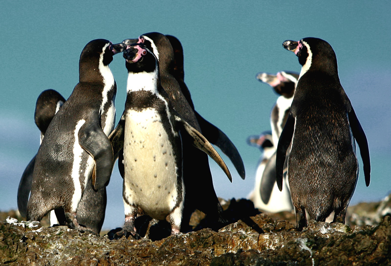 Pinguini dell'isola chilo�