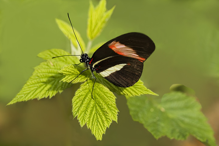 Per brunomar   Heliconis melpomene