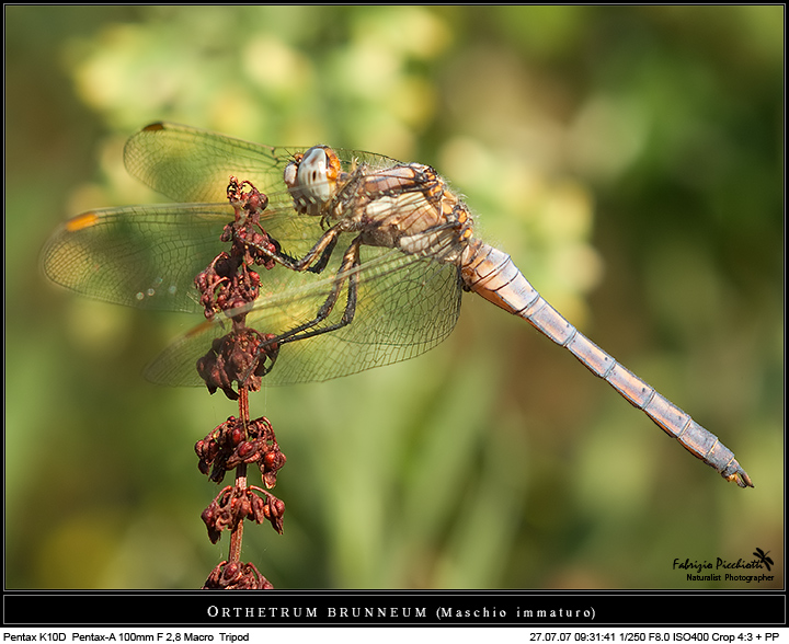 Maschio... immaturo!