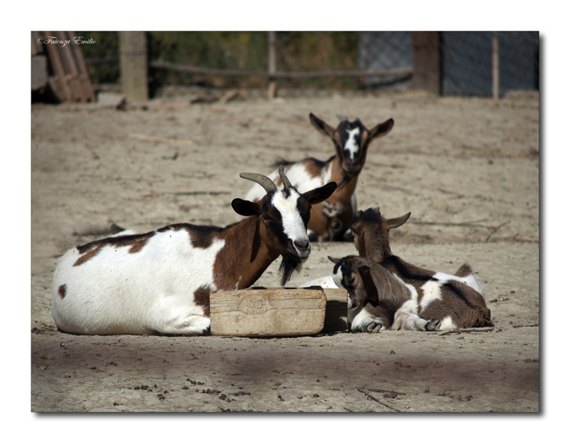 mamma puo venire anche lui.........