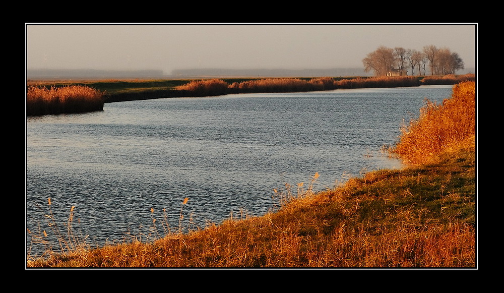 Un p� d'oro lungo il canale...