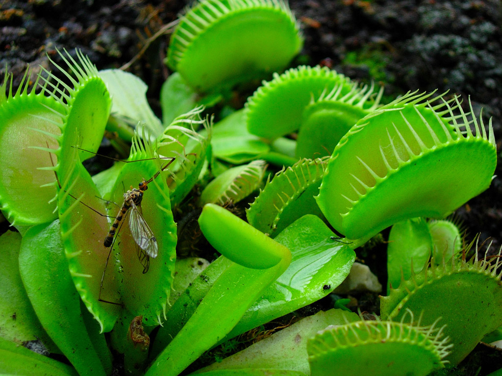 Dionaea
