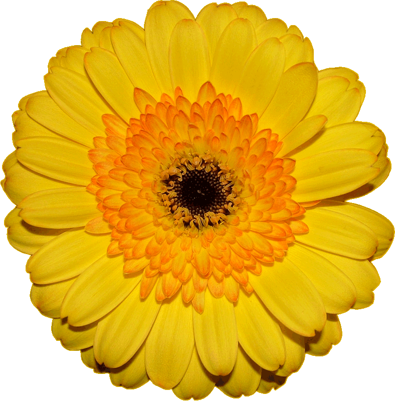 Una gerbera