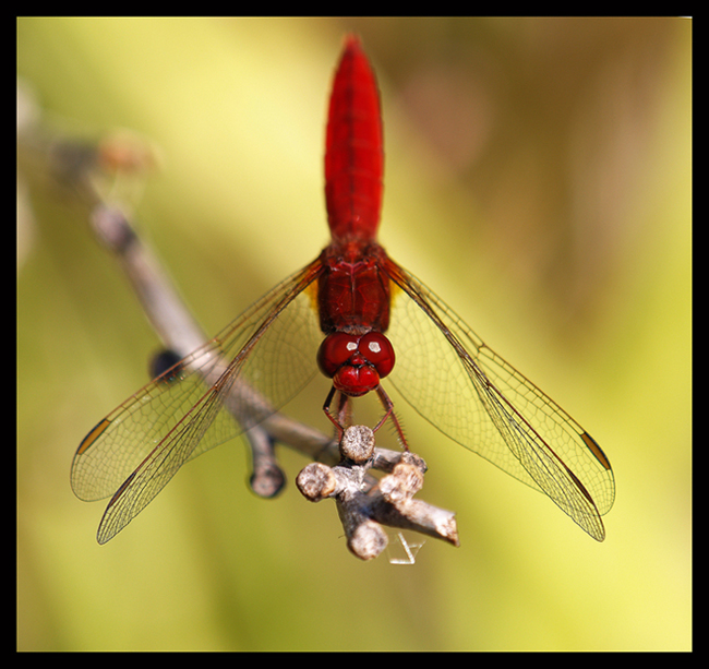 Libellula