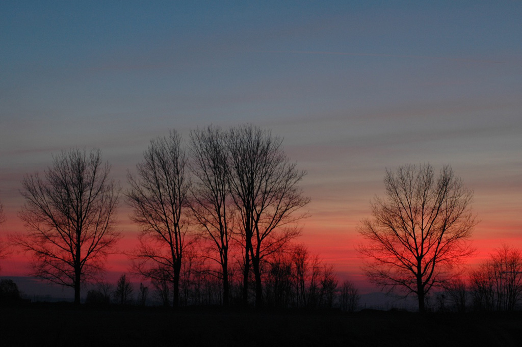 Sunset Trees