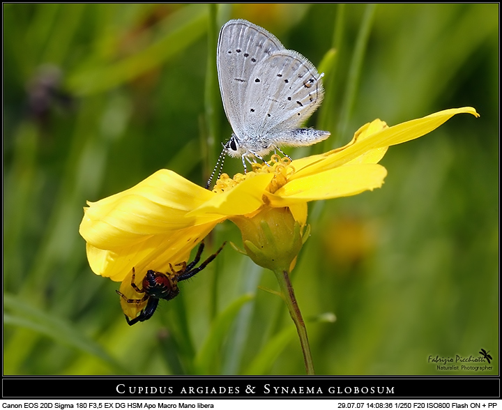 Cupidus argiades & Synaema globosum... l'agguato!