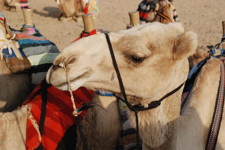 Il cammello