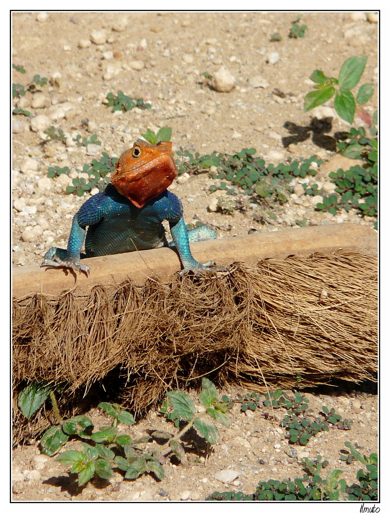 Guarda che vengo li...