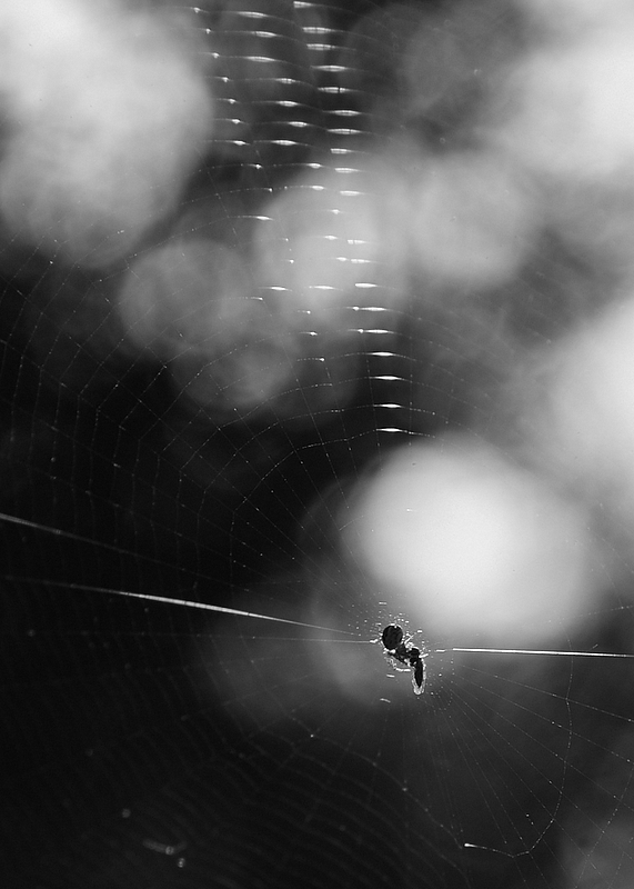 la nebulosa del ragno