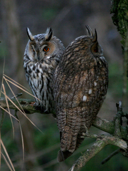 coppia di gufi nel mezzano ferrarese
